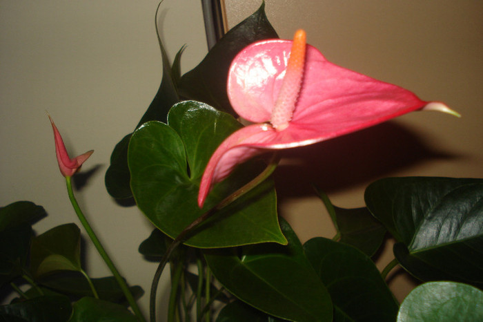 022 - ANTHURIUM