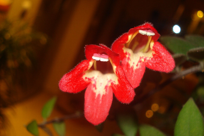 044 - FLORILE MELE -ALBUM2