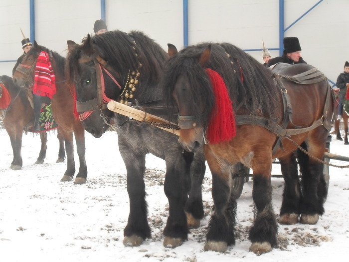 10232116_MIKPXXZAE - cai frumosi