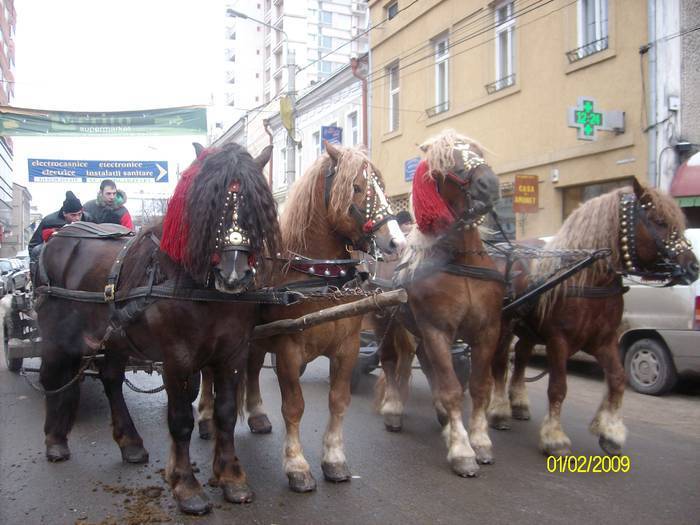 25747545_WBJOAYLEJ - cai frumosi