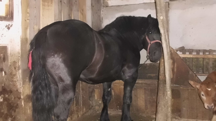 32020129_DLYKXMDFZ - cai frumosi