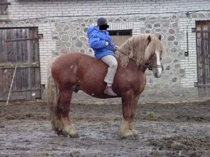 32417334_RIEDAHEIE - cai frumosi