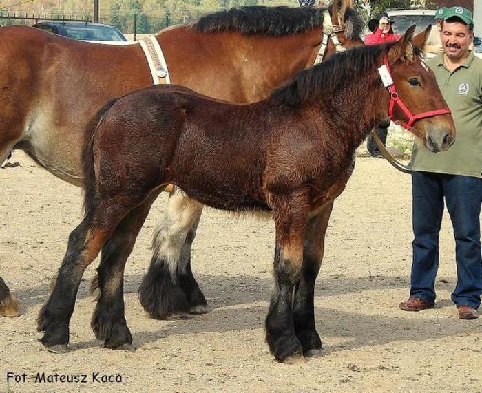 32417372_BHMITWZJM - cai frumosi