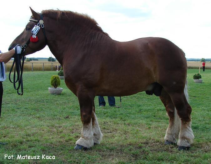 32417508_VITYEHBZW - cai frumosi