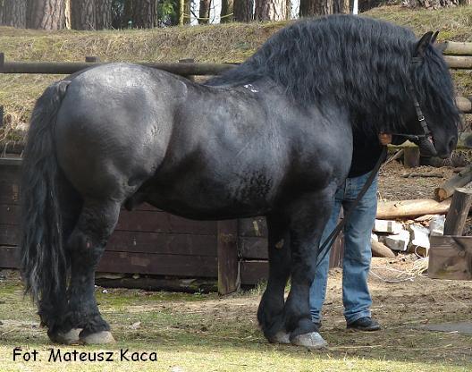 32417513_PEJZMRQYW - cai frumosi