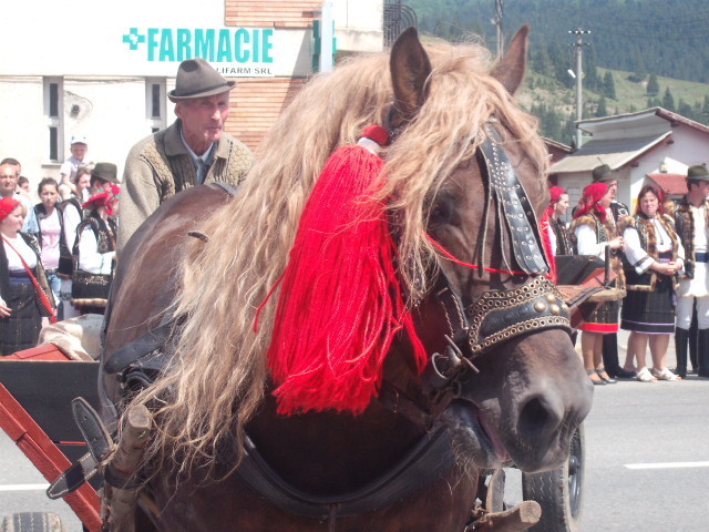 37414709_ZAIMDNMPH - cai frumosi