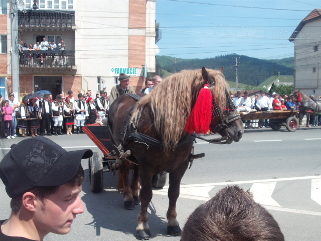 37414710_DWSFVOWSE - cai frumosi