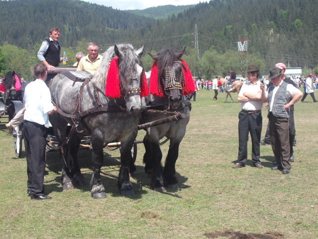 37414782_TUNEPZJZU - cai frumosi