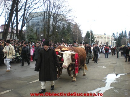 uratori3 - BUCOVINA COLT DE RAI