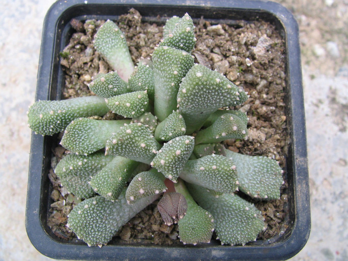 Aloinopsis luckhoffii (L. Bolus) 1937; Origine: Africa de Sud (Little Namaqualand -12°C)
