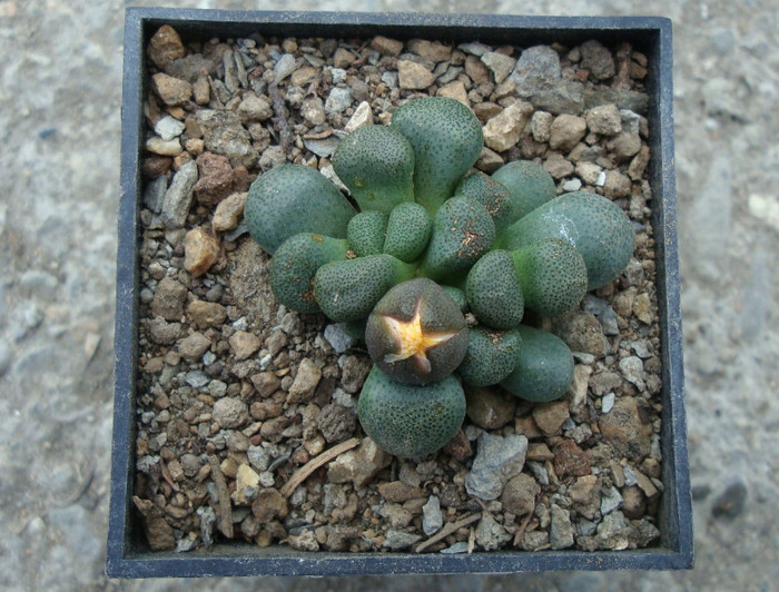 Aloinopsis schooneesii (L. Bolus) 1931 - Genul Aloinopsis