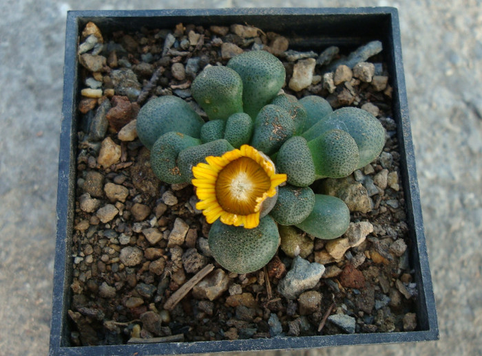 Aloinopsis schooneesii (L. Bolus) 1931; Origine: Africa de Sud (Bushmanland)
