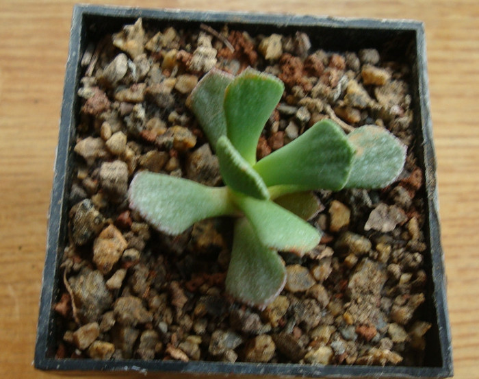 Aloinopsis spathulata (Thunberg) L. Bolus 1954 - Genul Aloinopsis