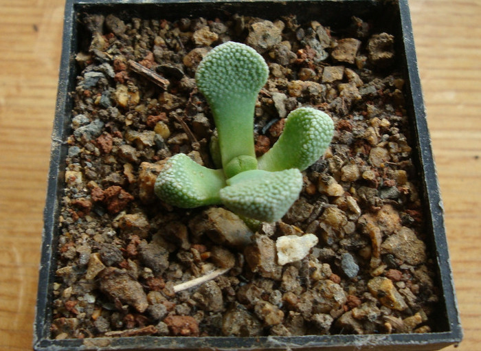 Aloinopsis villetii (L. Bolus) 1958; Origine: Africa de Sud (Cape Province)
