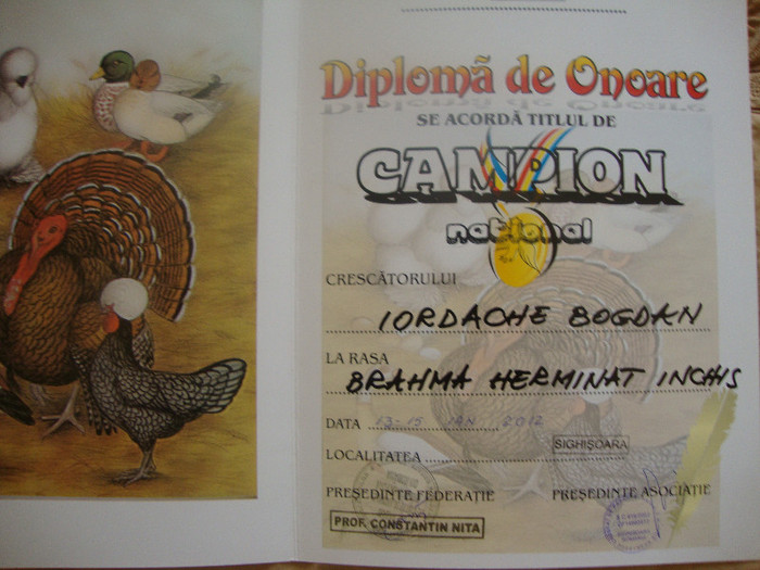 DSC01920 - Cupe si Diplome 2010-2012