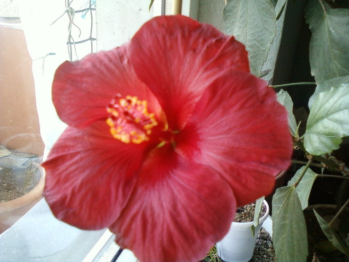 18 ian 2012 008 - hibiscus