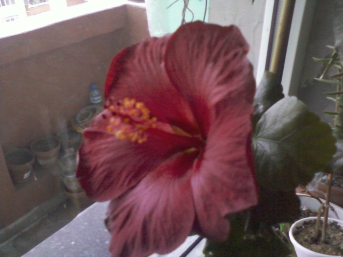 18 ian 2012 003 - hibiscus