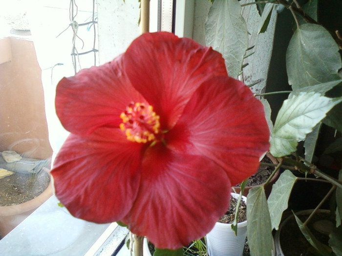 18 ian 2012 007 - hibiscus
