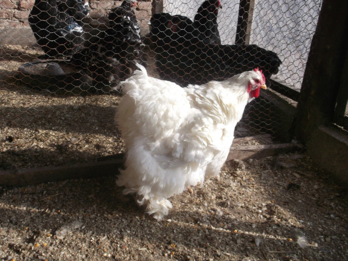 Picture 071 - poze gaini 2012