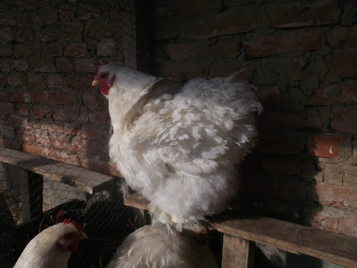 Picture 074 - poze gaini 2012