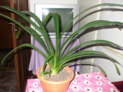 clivina ce urmeaza sa o primesc de la Plante - Florile mele