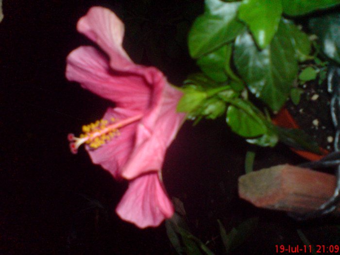 dsc02858 - 1 hibiscus