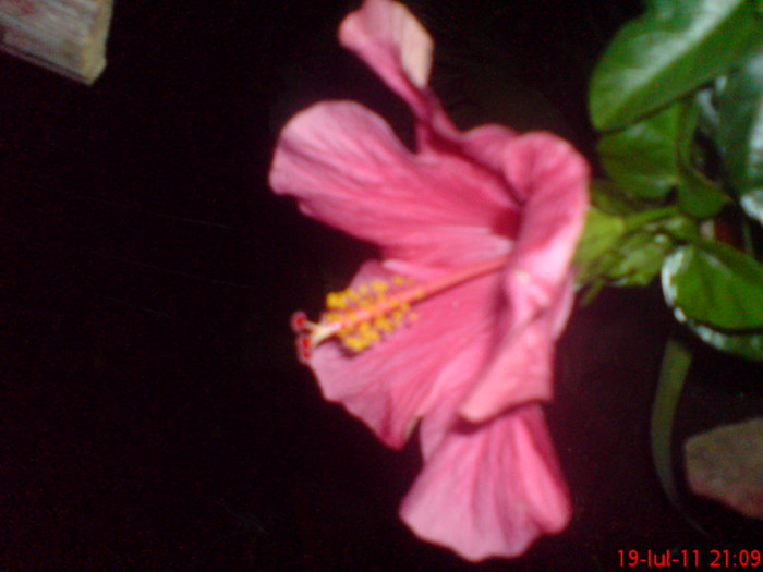 dsc02859 - 1 hibiscus