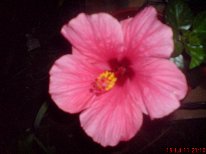 dsc02860 - 1 hibiscus