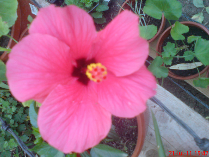 dsc02865 - 1 hibiscus