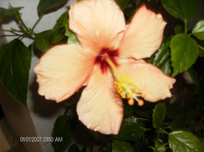 a-2-a floare... - hibiscus 2012-1