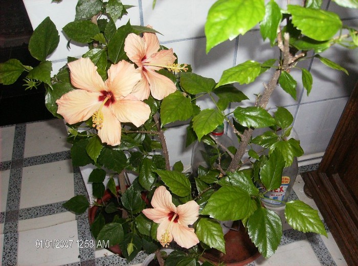 si inca doua - hibiscus 2012-1