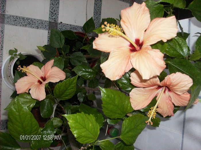 17.01.2012 - hibiscus 2012-1