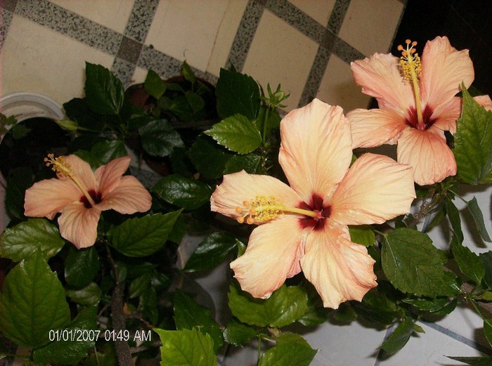 HPIM1572 - hibiscus 2012-1
