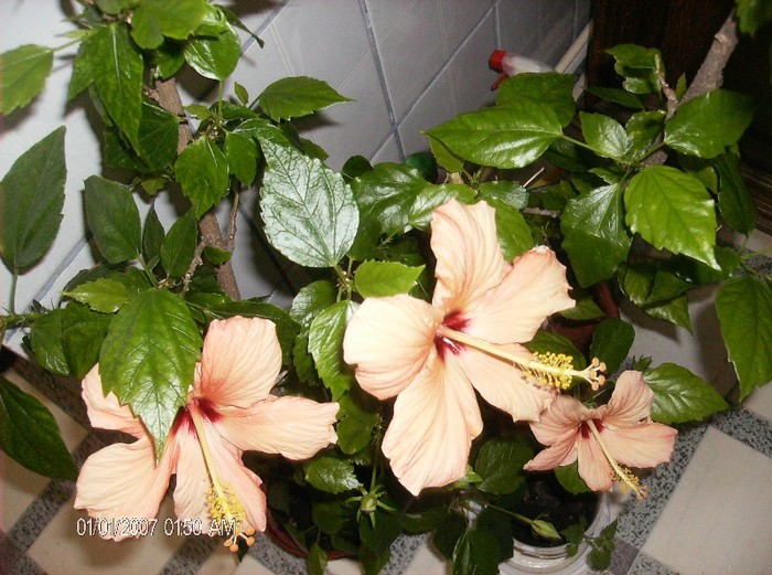 HPIM1573 - hibiscus 2012-1