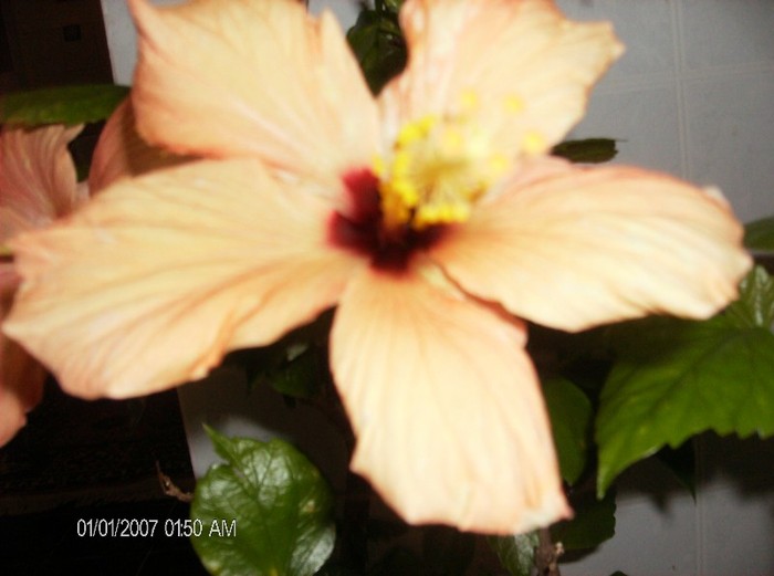 HPIM1574 - hibiscus 2012-1