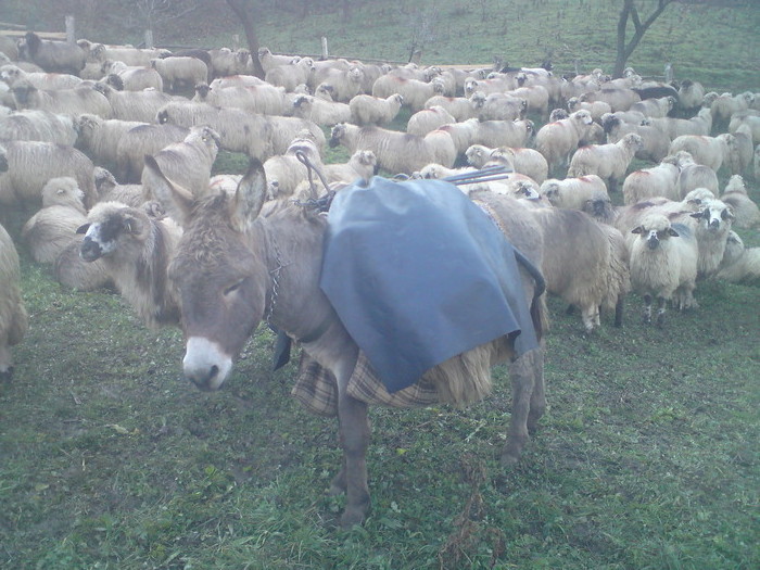25294064_BDHASIIMI