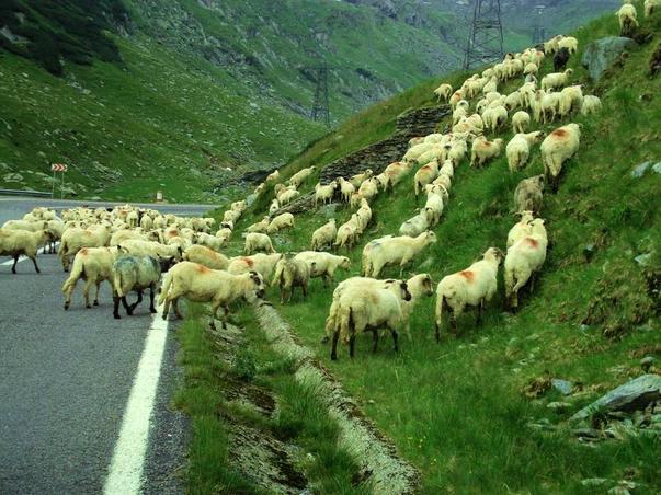 image-2009-10-30-6384279-56-transfagarasan