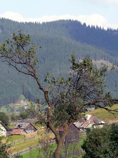 la-munte-1147