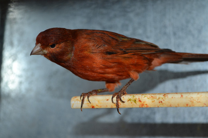 DSC_0279 - CANARI DE CULOARE