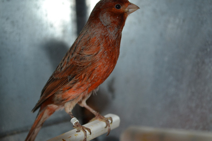 DSC_0269 - CANARI DE CULOARE