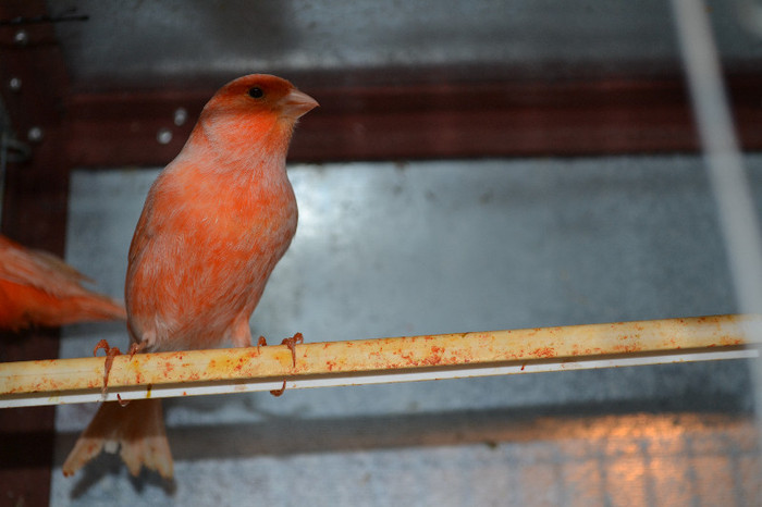 DSC_0262 - CANARI DE CULOARE