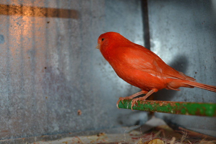 DSC_0259 - CANARI DE CULOARE