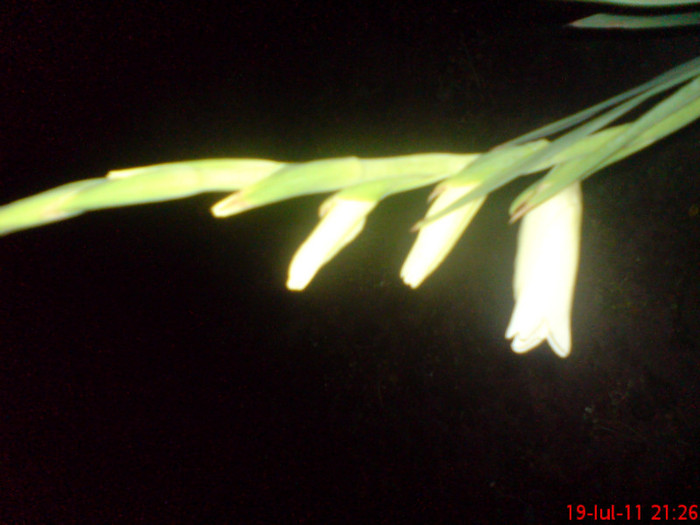 dsc02862 - 3 gladiole