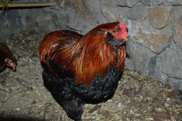 ARAUCANA PUTARNICHIU