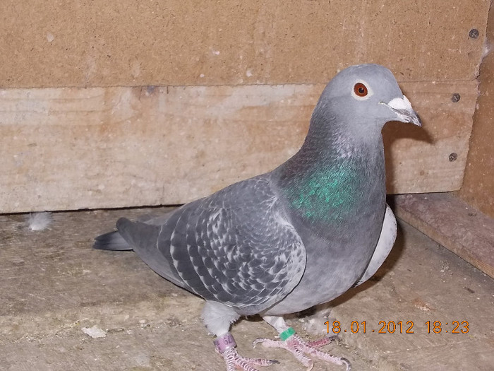 Mama,Bunica,Strabunica,zburatorilor mei