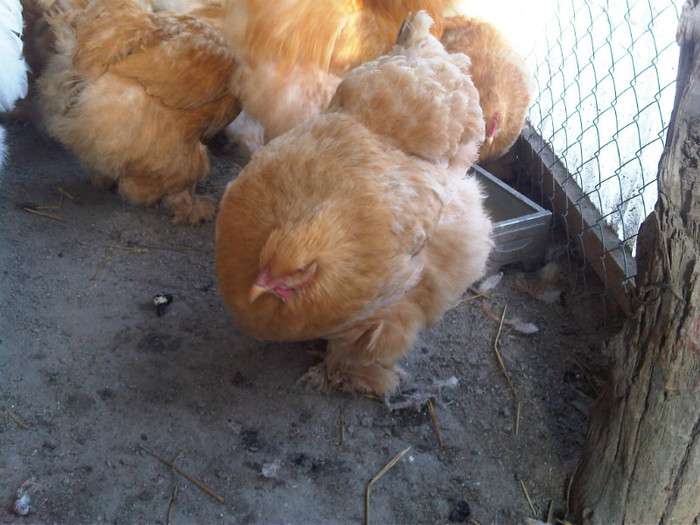 IMG00108-20120118-1424