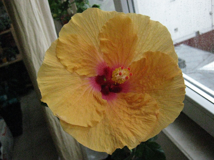 Bonne Nouvelles - Hibiscus - Colectie veche - nu-i mai am