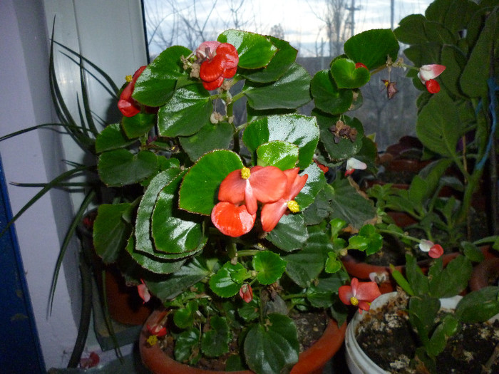 P1000029 - flori iarna 2011-2012