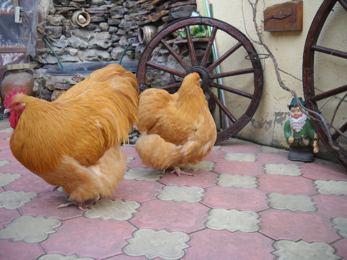 Familia 1 cocos Belgia