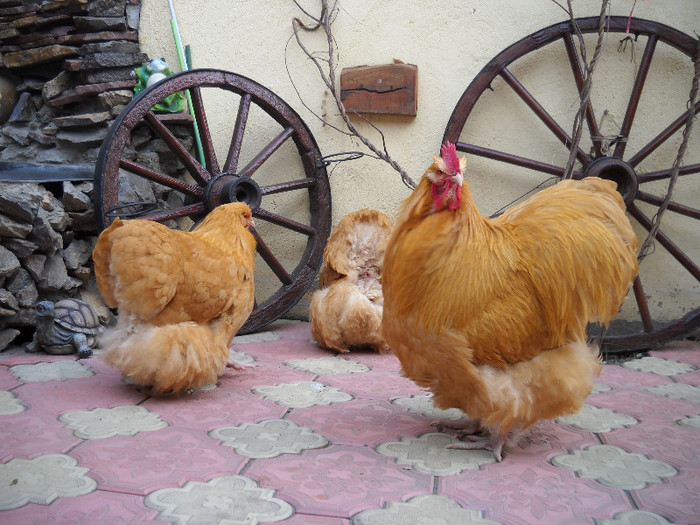 Familia 2 cocos campion national Sighisoara 2012 - Orpington galben matca 2012